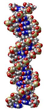 DNA Molecule