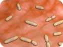 Bacteria