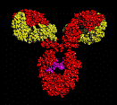 IMMUNOLOGY ANIMATIONS 