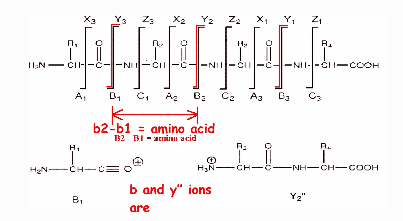 peptide sequencing by tandem MS-MS
