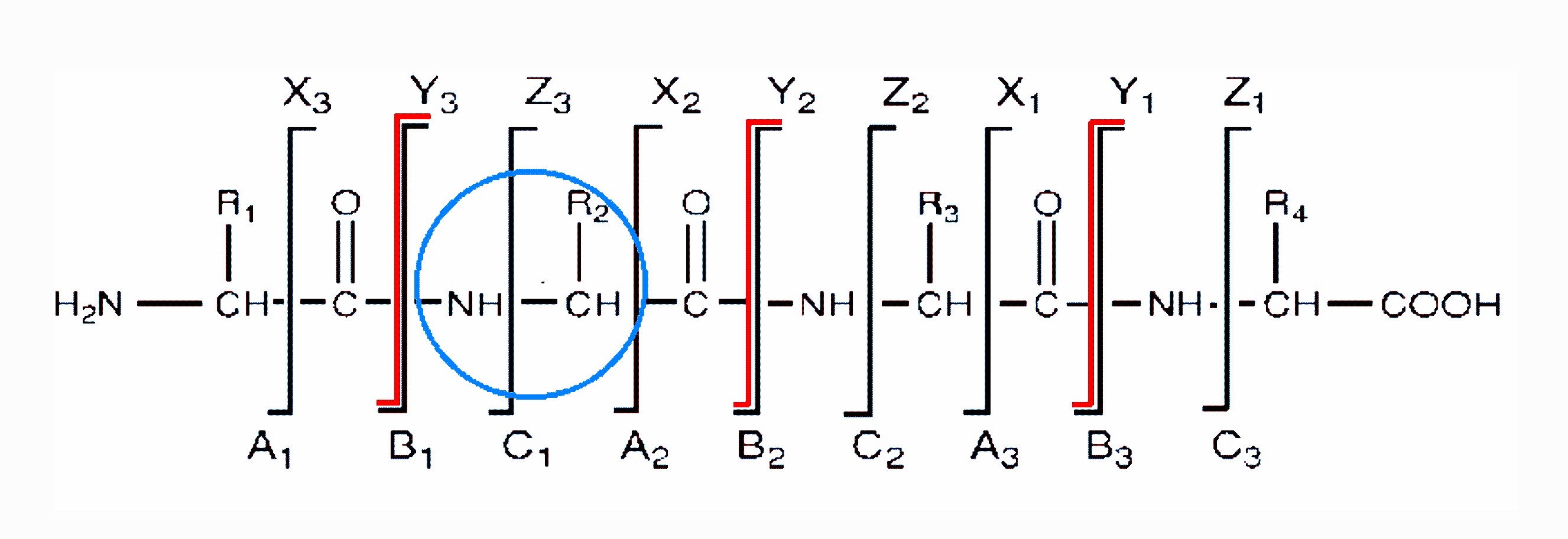 peptide seqeuncing fig 2